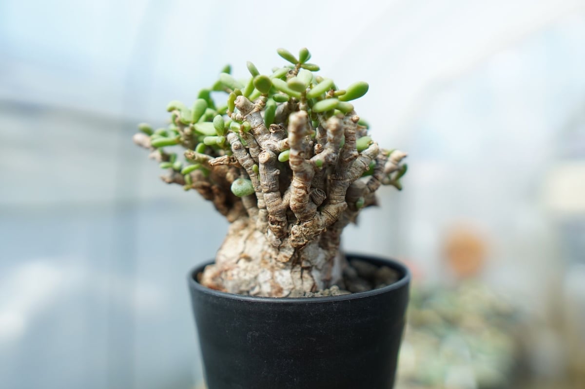 ケラリア ピグマエア Ceraria pygmaea No.3 | mana's farm: