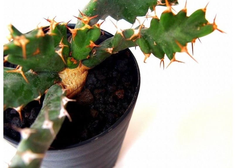 ユーフォルビア ウムフォロジエンシス Euphorbia umfoloziensis | ma