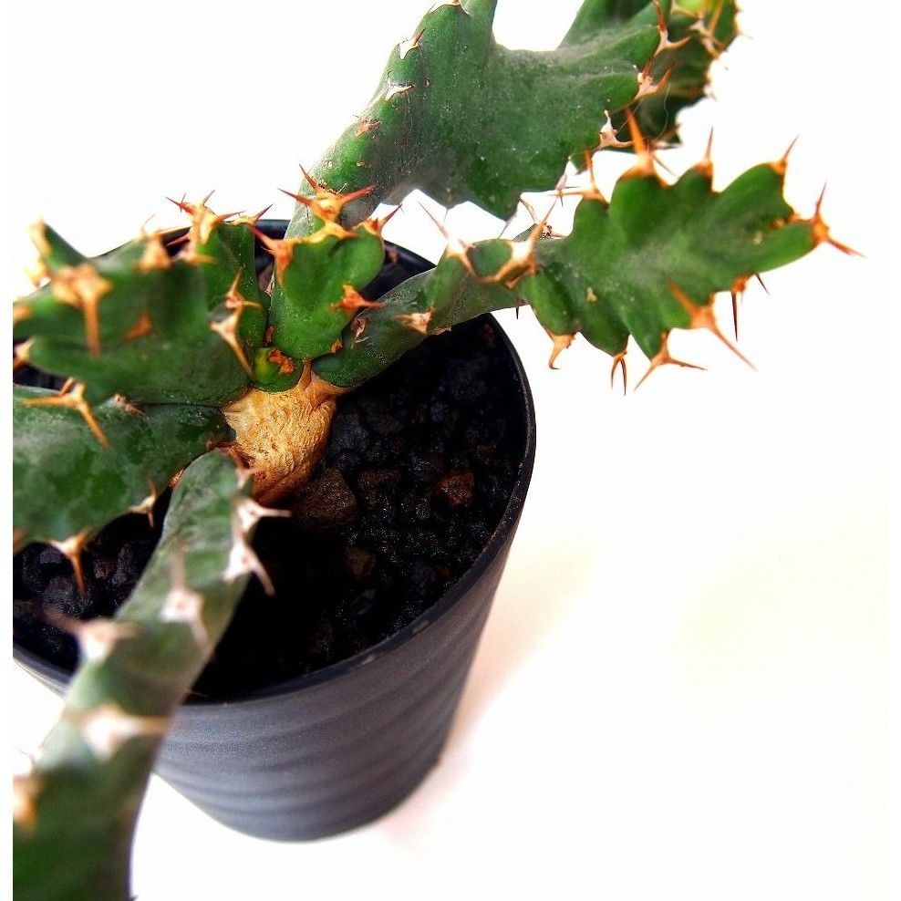 ユーフォルビア ウムフォロジエンシス Euphorbia umfoloziensis | ma