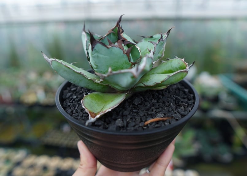 アガベ チタノタ ブラックアンドブルー Agave titanota black and