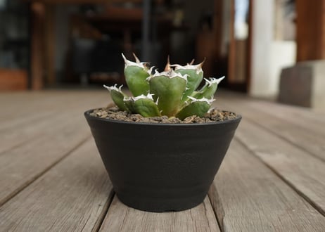 アガベ　チタノタ　鬼爪　雪峰 　Agave titanota “Onitsume Yukimine”