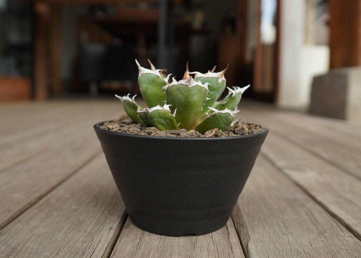 【現品】アガベ　チタノタ　鬼爪　雪峰 アガベ・チタノタ「鬼爪（Ghost Claw）」とは？別名「雪峰