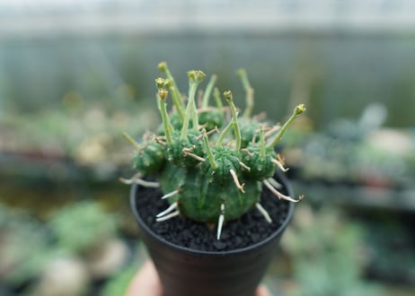 ユーフォルビア　バリダ　Euphorbia valida　No.8