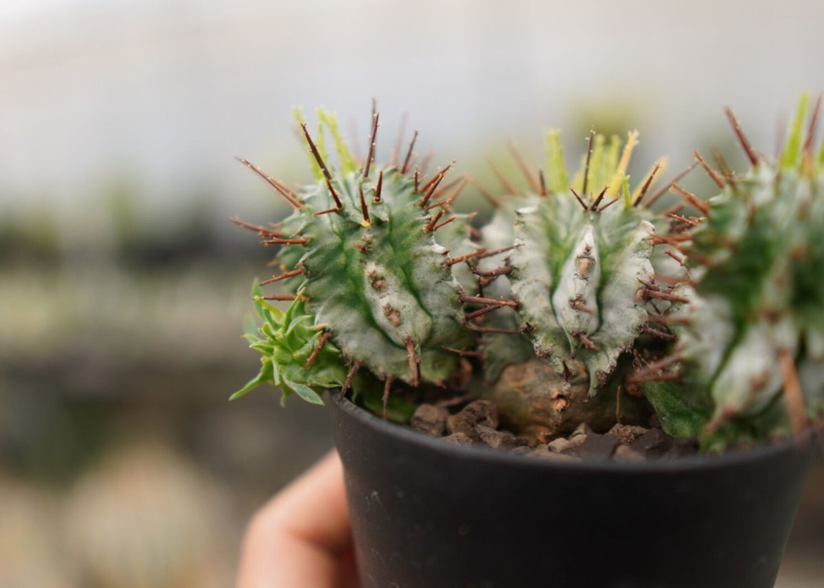 ユーフォルビア ホリダ 4頭 no.2 | mana's farm:塊根植物・アガベ