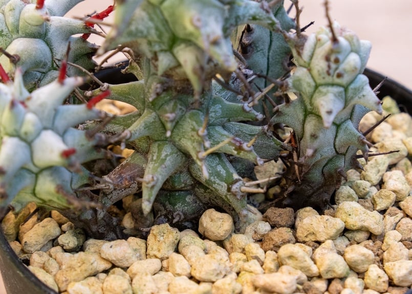 白虎 カキコ ユーフォルビア ポリゴナ ホリダ モンスト 綴化 白虎 カキコ ユーフォルビア ポリゴナ ホリダ モンスト 綴化