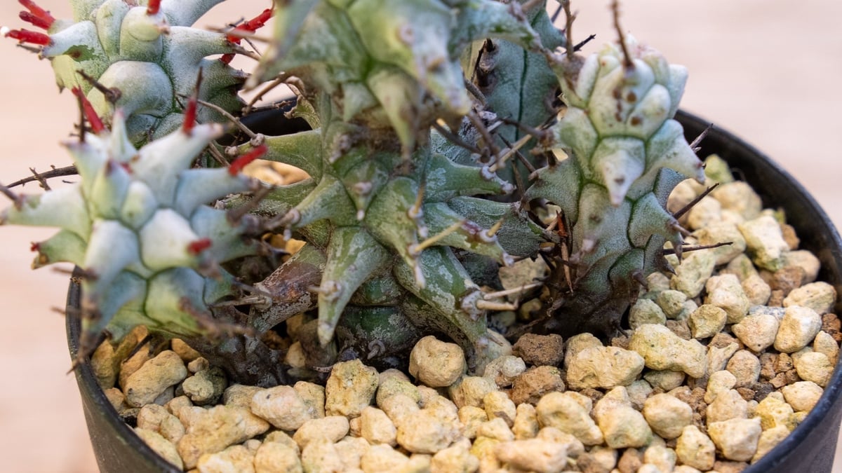 ユーフォルビア ホリダ モンスト | mana's farm:塊根植物・アガベ