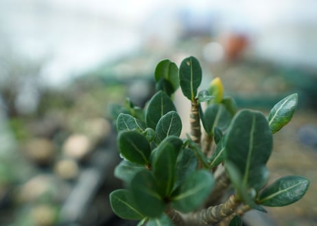 アデニウム　Adenium　No.1