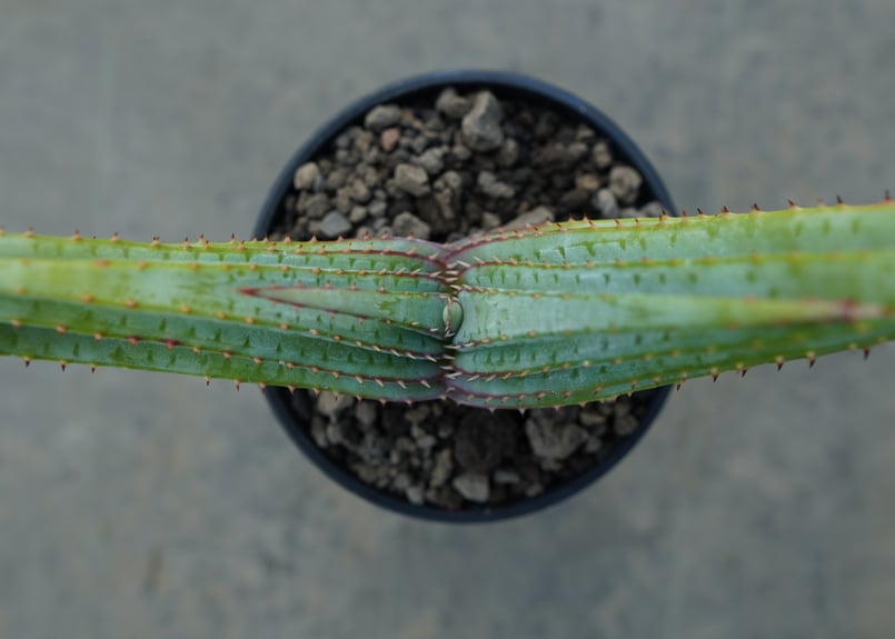 アロエ スプラフォリアータ Aloe suprafoliata | mana's farm:塊