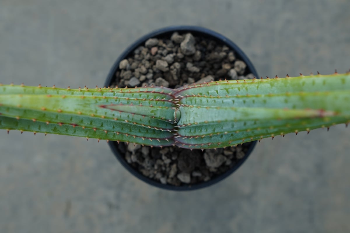 アロエ スプラフォリアータ Aloe suprafoliata | mana's farm:塊