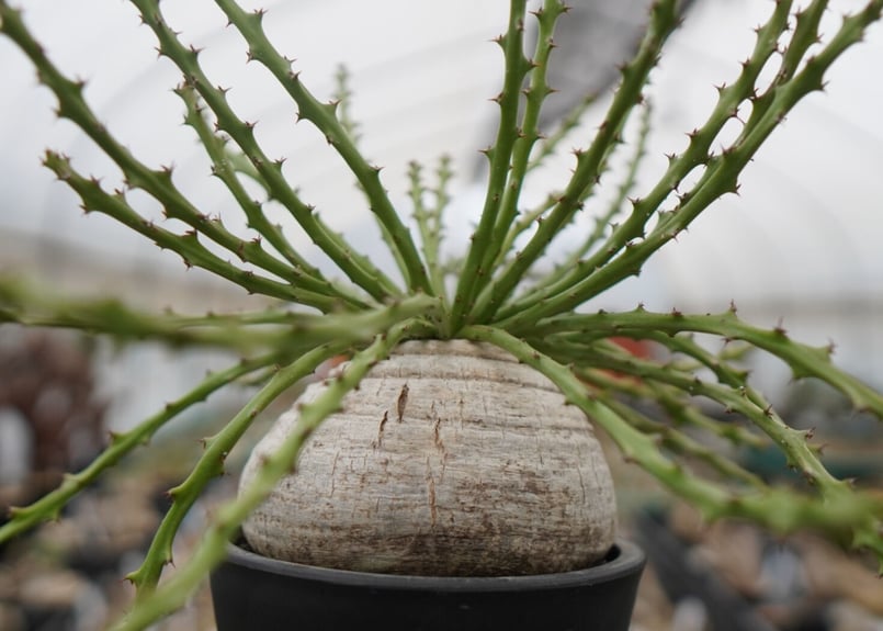 ユーフォルビア デシドゥア | mana's farm:塊根植物・アガベ