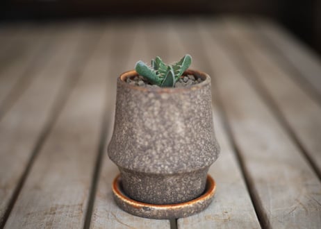 荒波　Faucaria Tuberculosa "ARANAMI"