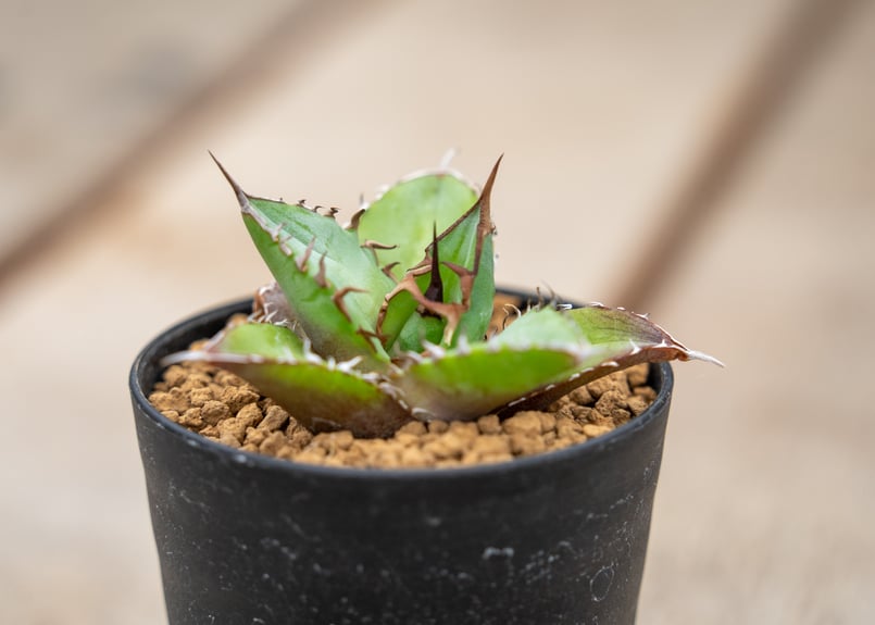 アガベ チタノタ　農大　鉢ごと発送　親株　ドライガーデン アガベ チタノタ 農大 鉢ごと発送 親株 ドライガーデン アガベ