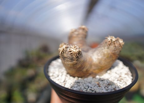 パキポディウム　エブレネウム　Pachypodium eburneum　No.1