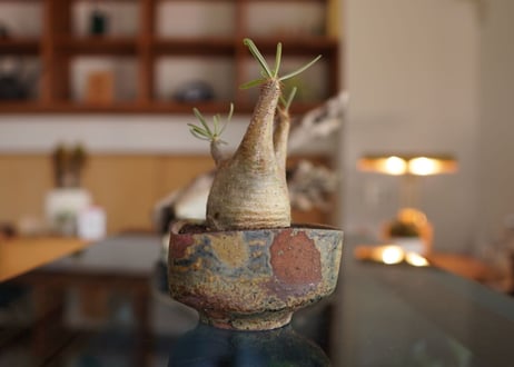パキポディウム　グラキリス　 Pachypodium Gracilius