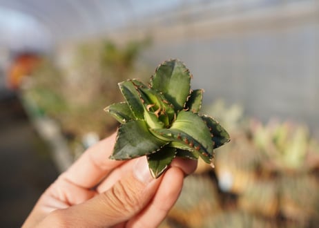 agave titanota ソーラーエクリプス　 NO.5