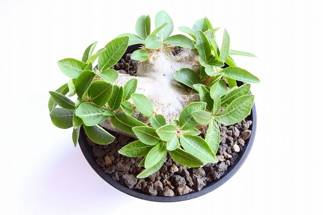 パキポディウム 恵比寿笑い 国内実生 国産自根 | mana's farm:塊根植物