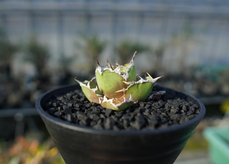 アガベ チタノタ シーザー agave titanota caesar