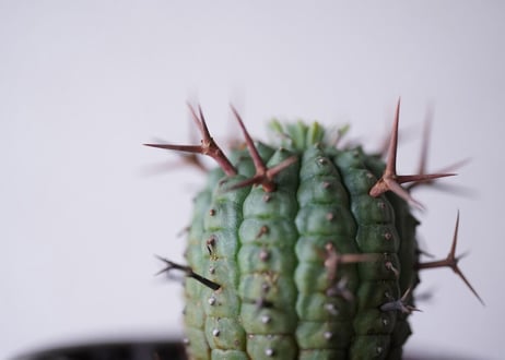 Euphorbia stellispina