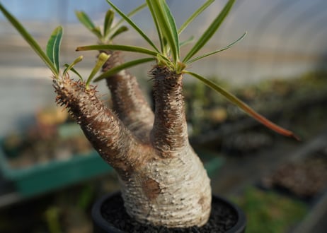 パキポディウム　グラキリス　 Pachypodium Gracilius  No.7