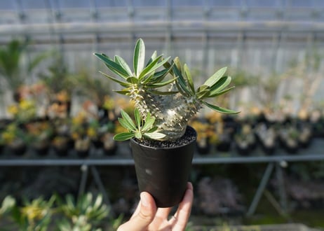 パキポディウム　伊藤ハイブリッド　Pachypodium 'Itoh Hybrid'