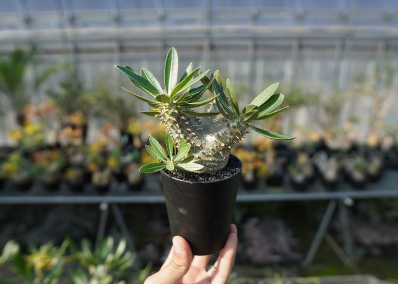 パキポディウム 伊藤ハイブリッド Pachypodium 'Itoh Hybrid' | ma...