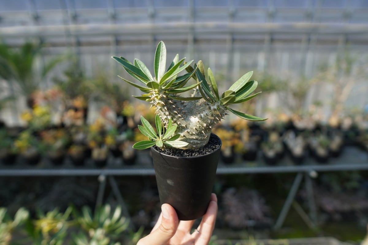 パキポディウム 伊藤ハイブリッド Pachypodium 'Itoh Hybrid