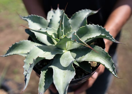 Agave ovatifolia 'Vanzie'