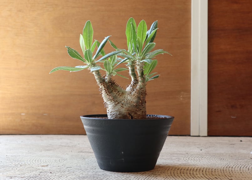 パキポディウム ホロンベンセ | mana's green:塊根植物販売|マナ パキポディウム ホロンベンセ | mana's green:塊根植物販売|マナ