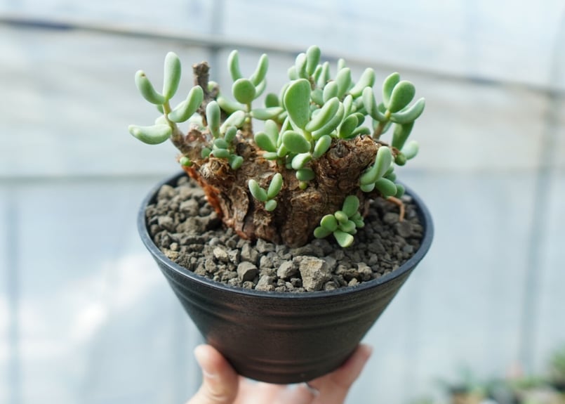 ケラリア ピグマエア Ceraria pygmaea No.5 | mana's farm: