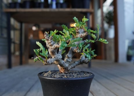 センナ　メリディオナリス　Senna meridionalis