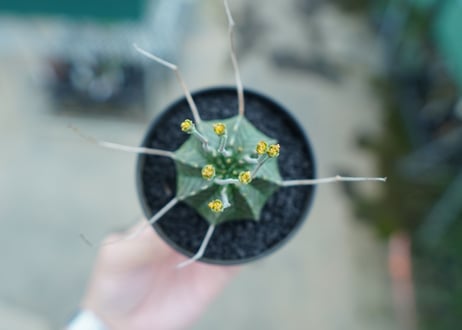 ユーフォルビア　バリダ　Euphorbia valida