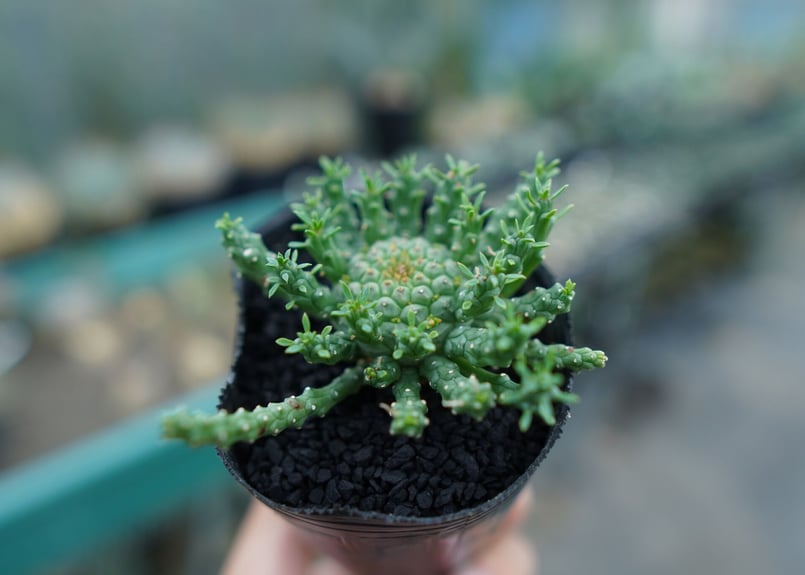 ユーフォルビア ゴルゴニス Euphorbia gorgonis No.1 | mana's