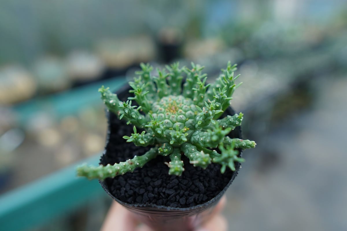 ユーフォルビア ゴルゴニス Euphorbia gorgonis No.1 | mana's