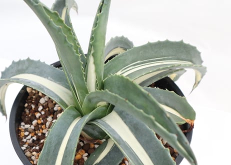Agave americana mediopicta monstrosa