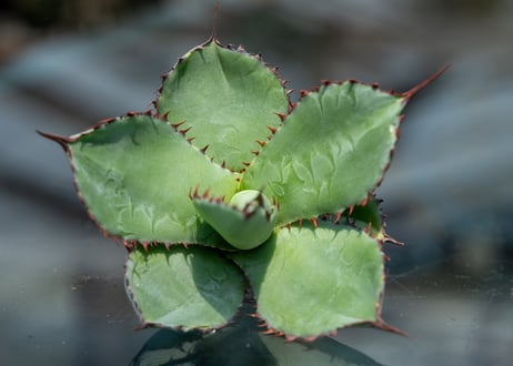アガベ グアダラハラナ カキコ株