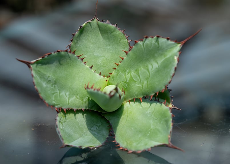 アガベ グアダラハラナ カキコ株 | mana's farm:塊根植物