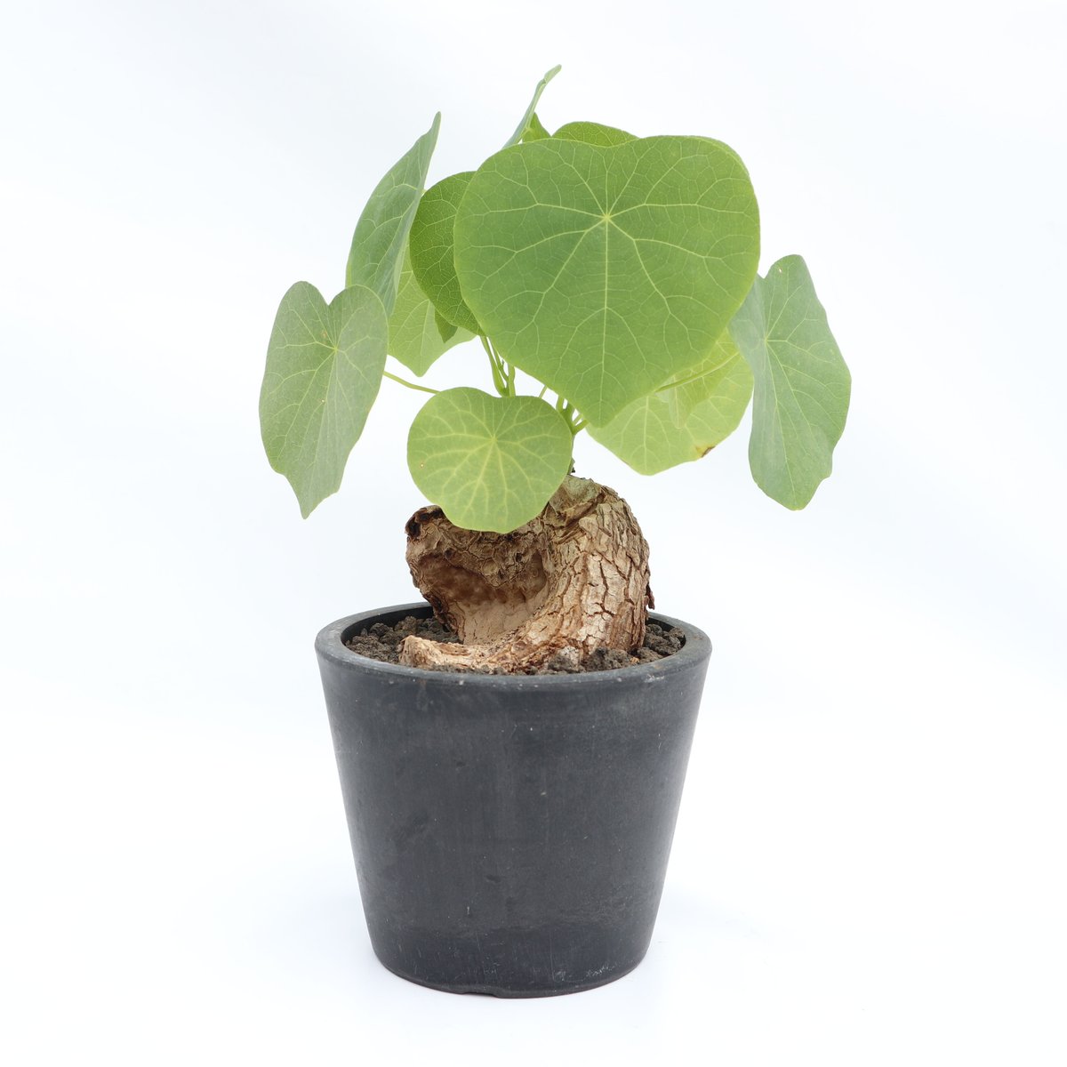 Stephania venosa 250511 輸入株発根済 Stephania venosa 250511