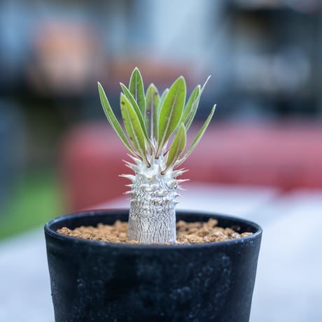 パキポディウムホロンベンセ | STORES 