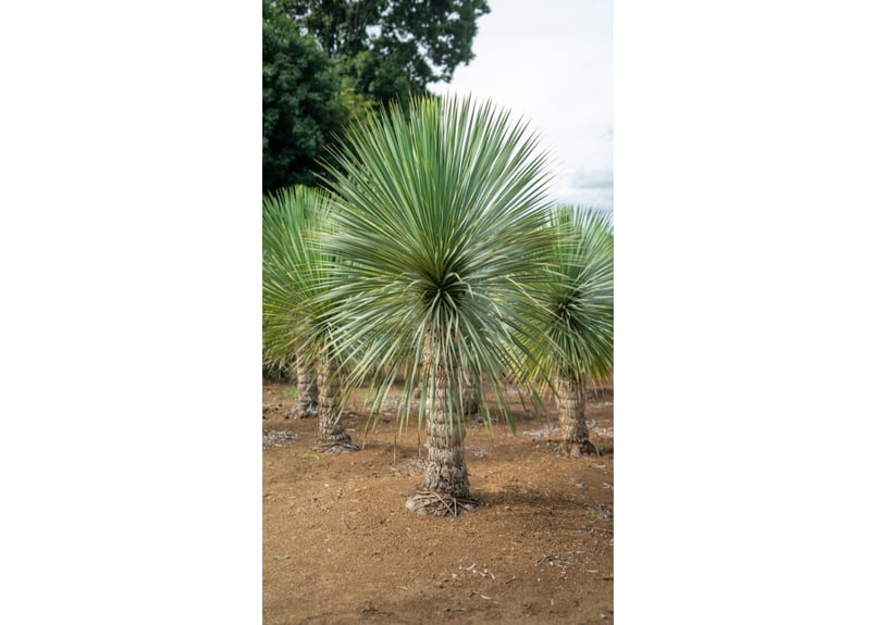 ロストラータ　120cm　発根済み 極上株】ロストラータ｜抜群のブルー＆完璧な根張り／一点物 | mana's