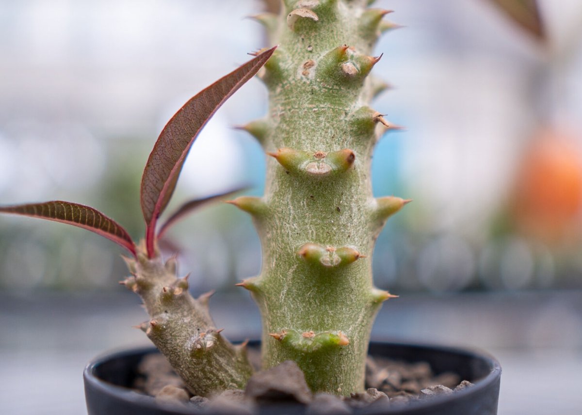 超希少 パキポディウム バロニー ダブルヘッド ツーヘッド 分頭 発根済 超希少 パキポディウム バロニー ダブルヘッド ツーヘッド 分頭