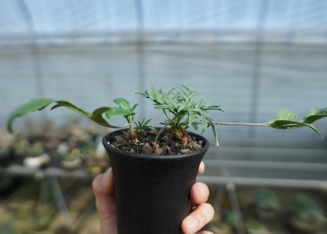 ペラルゴニウム　ビオリフロルム　Pelargonium violiflorum　C12