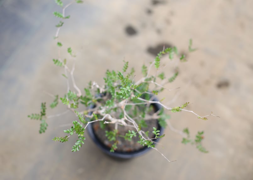 オペルクリカリア パキプス | mana's farm:塊根植物・アガベ・ドライ