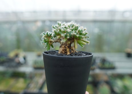 トリコディアデマ　デンサム　Trichodiadema densum  No.1