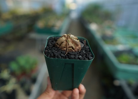 亀甲竜　Dioscorea elephantipes　No.5