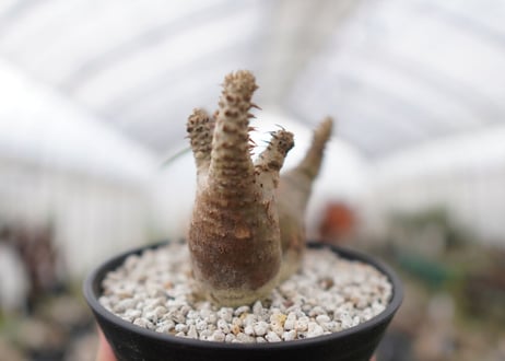 パキポディウム　マカイエンセ　Pachypodium Makayense　NO.2