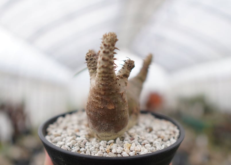 パキポディウム マカイエンセ Pachypodium Makayense NO.2 | man