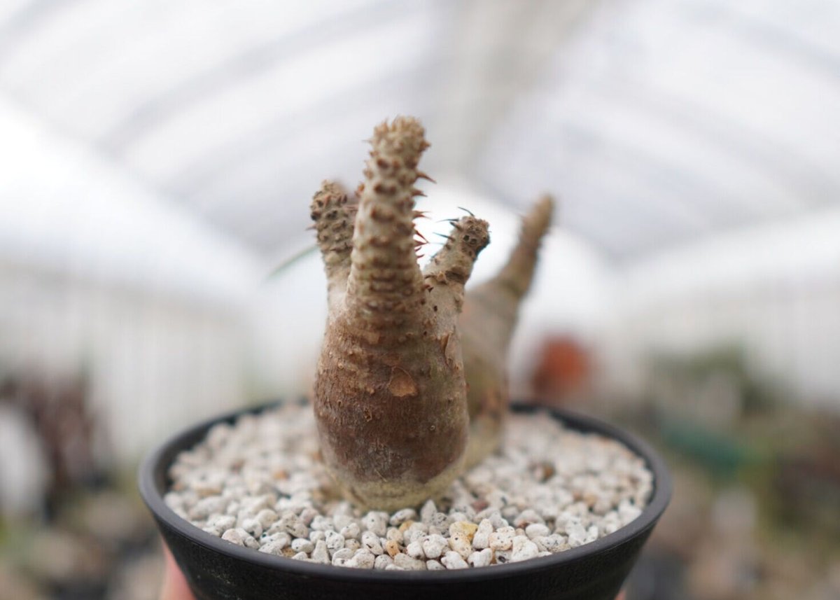 パキポディウム マカイエンセ② パキポディウム マカイエンセ Pachypodium Makayense NO.2 | man