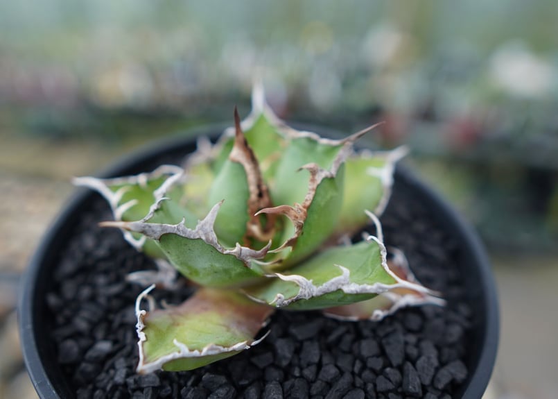 アガベ チタノタ シーザー agave titanota caesar No.1 | mana