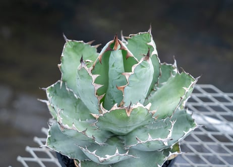 アガベ　チタノタ　 ブラックアンドブルー 　Agave titanota black and blue  NO.02