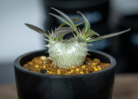 パキポディウム　ホロンベンセ　Pachypodium horombense